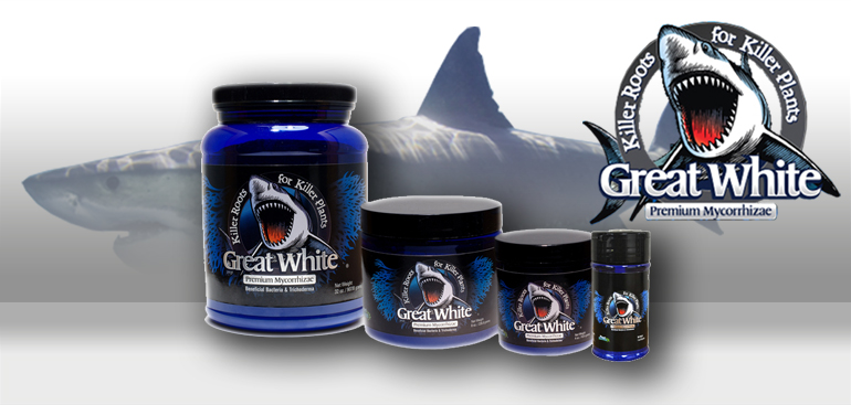 Great White Shark Uebersicht