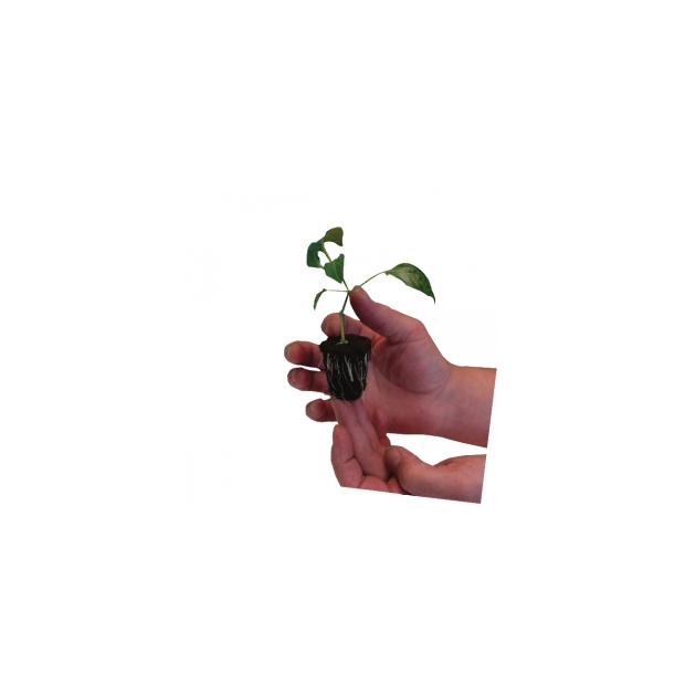 ROOTiT Rooting Gel 150ml