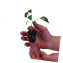 ROOTiT Rooting Gel 150ml