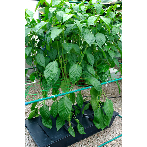 Nutriculture Gro-Tank GT424