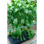 Nutriculture Gro-Tank GT424