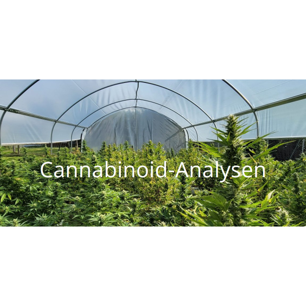 Cannabinoid-Analyse