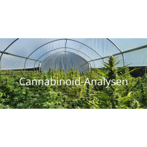 Cannabinoid-Analyse